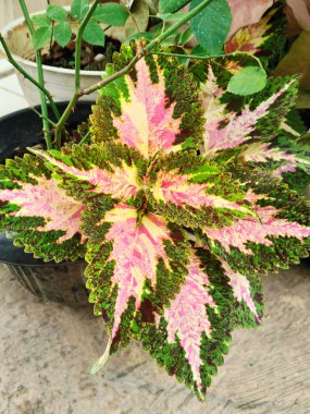 Pembe, yeşil, kestane rengi ve fırfırlı kenarı karışımıyla çarpıcı desenli yapraklarını gösteren canlı bir coleus bitkisinin yakın çekimi..