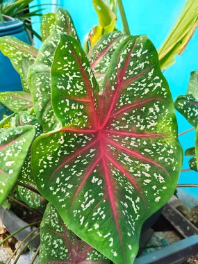 Kırmızı Damarlı Tropikal Caladium Bitkisi