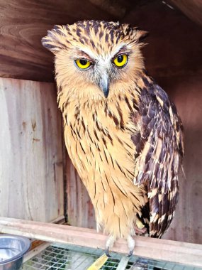 Parlak Sarı Gözlü Vahşi Kahverengi Baykuş