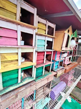 Güvercinler ve Renkli Ahşap Kuş Evleri