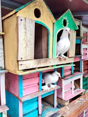 Beyaz Güvercinler ve Renkli Ahşap Kuş Evleri