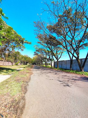 Sessiz bir sokakta ağaçlarla kaplı güneşli bir gün.