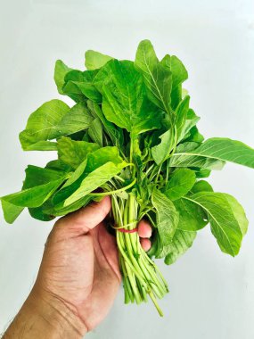 Taze, canlı bir demet yeşil ıspanak yaprağı. Bu sağlıklı, besleyici ve çok yönlü sebze çeşitli yemekler için mükemmeldir..