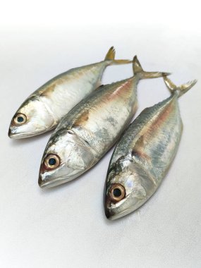 Üç taze ve çiğ Hint uskumrusu (