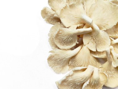 Eşsiz doku ve şekillere sahip taze organik istiridye mantarlarının yüksek anahtarlı bir fotoğrafı. Gıda, sağlık ve aşçılık projeleri için mükemmel.