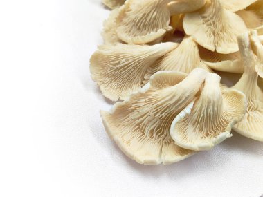 Eşsiz doku ve şekillere sahip taze organik istiridye mantarlarının yüksek anahtarlı bir fotoğrafı. Gıda, sağlık ve aşçılık projeleri için mükemmel.