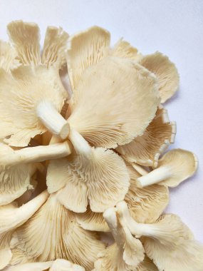 Eşsiz doku ve şekillere sahip taze organik istiridye mantarlarının yüksek anahtarlı bir fotoğrafı. Gıda, sağlık ve aşçılık projeleri için mükemmel.