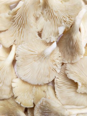 Eşsiz doku ve şekillere sahip taze organik istiridye mantarlarının yüksek anahtarlı bir fotoğrafı. Gıda, sağlık ve aşçılık projeleri için mükemmel.