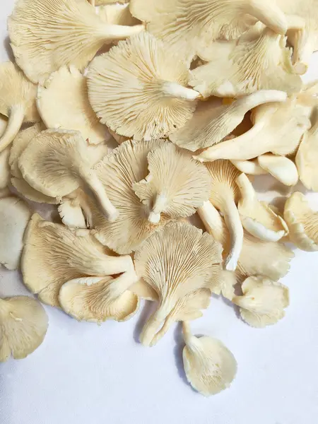 Eşsiz doku ve şekillere sahip taze organik istiridye mantarlarının yüksek anahtarlı bir fotoğrafı. Gıda, sağlık ve aşçılık projeleri için mükemmel.