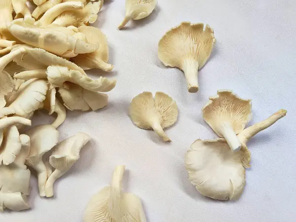 Eşsiz doku ve şekillere sahip taze organik istiridye mantarlarının yüksek anahtarlı bir fotoğrafı. Gıda, sağlık ve aşçılık projeleri için mükemmel.