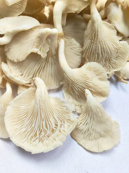 Eşsiz doku ve şekillere sahip taze organik istiridye mantarlarının yüksek anahtarlı bir fotoğrafı. Gıda, sağlık ve aşçılık projeleri için mükemmel.