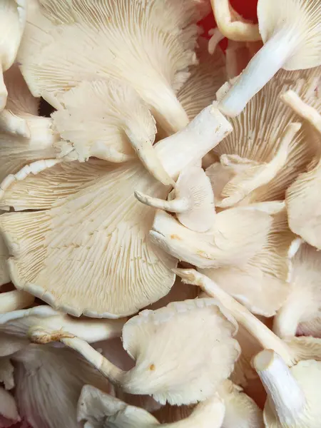 Eşsiz doku ve şekillere sahip taze organik istiridye mantarlarının yüksek anahtarlı bir fotoğrafı. Gıda, sağlık ve aşçılık projeleri için mükemmel.