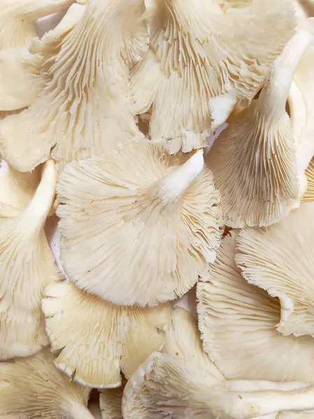 Eşsiz doku ve şekillere sahip taze organik istiridye mantarlarının yüksek anahtarlı bir fotoğrafı. Gıda, sağlık ve aşçılık projeleri için mükemmel.