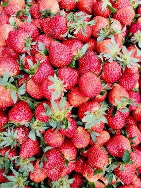 Ciwidey, Endonezya 'dan taze, olgun kırmızı çilek yığınının tam kare fotoğrafı. Lezzetli ve sağlıklı bir meyve..