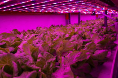 Aquaponics sistemindeki marul üzerinde özel LED ışıkları parlıyor. Balık suyuyla hidrofoniği birleştiriyor, yapay ışıklandırma altında suda bitki yetiştiriyor, kapalı alanda.