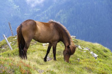 Avusturya Alpleri 'nin zirvelerinde otlayan güzel atlar, bulutlu bir yaz günü