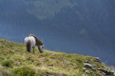 Avusturya Alpleri 'nin zirvelerinde otlayan güzel atlar, bulutlu bir yaz günü