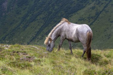 Avusturya Alpleri 'nin zirvelerinde otlayan güzel atlar, bulutlu bir yaz günü