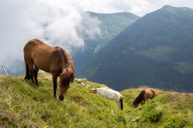 Avusturya Alpleri 'nin zirvelerinde otlayan güzel atlar, bulutlu bir yaz günü
