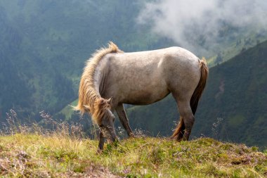 Avusturya Alpleri 'nin zirvelerinde otlayan güzel atlar, bulutlu bir yaz günü