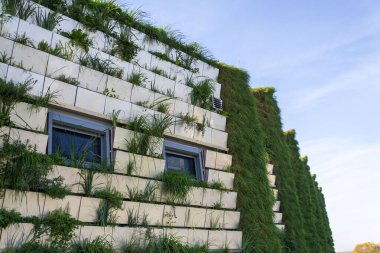 Yeşil yaşam duvarı, dikey bahçe dış cephesi güneşli yaz gününde çiçekler ve bitkilerle