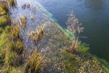 Doğal yüzme havuzunda kimyasallar olmadan suyu filtrelemek için kullanılan bitkiler.