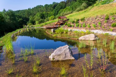 Doğal yüzme havuzunda kimyasallar olmadan suyu filtrelemek için kullanılan bitkiler.