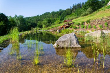 Doğal yüzme havuzunda kimyasallar olmadan suyu filtrelemek için kullanılan bitkiler.
