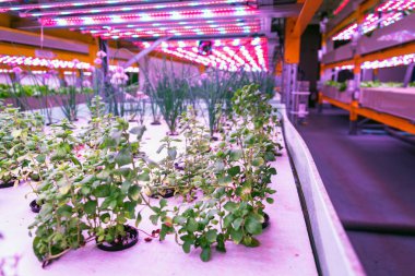 Özel LED ışık kemerleri altında bitki ve sebze yetiştirmek için kullanılan raflar su ürünleri ve su ürünleri ile hidroponiği birleştiren su kemerleri.