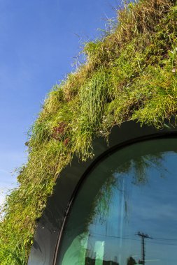 Açık yeşil yaşam duvarındaki bitkilerin yakın görüntüsü, güneşli bir günde modern bina cephesinde dikey bahçe.