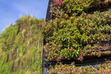 Açık yeşil yaşam duvarındaki bitkilerin yakın görüntüsü, güneşli bir günde modern bina cephesinde dikey bahçe.