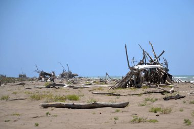 Washed up wood used to build wooden shelters against wind and sun on the beach near Marina di Grosseto, Tuscany, Italy clipart