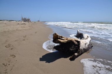 Washed up wood used to build wooden shelters against wind and sun on the beach near Marina di Grosseto, Tuscany, Italy clipart