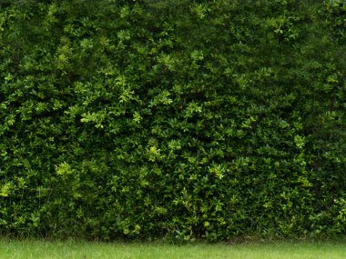 Yeşil yaprak ağacı doğal bahçe rengi arka plan kağıdı boş. Hiç kimse sembolik dekorasyon, orman dokusu sanat görüntüsü deseni. Flora makro boş dağ konsepti.