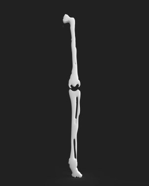 Kemik anatomisi iskelet vücut kısmen insan sağlık sigortası acı biyoloji biyoloji artrit x-ray yaralanması bacak hastalığı beyaz renk ortopedik diz kasları omurga ağrısı hastanesi uyluk kemiği