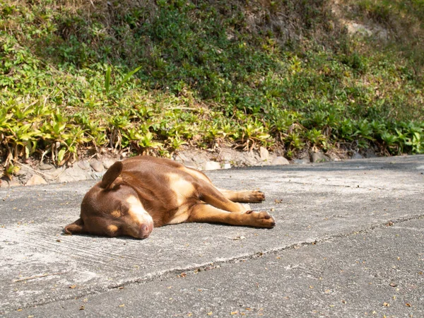 dog  animal sleep afternoon time road green natural environment pet pretty cute puppy young funny relax adorable beautiful pedigree love canine small breed happy mammal dream friendly sweet purebred