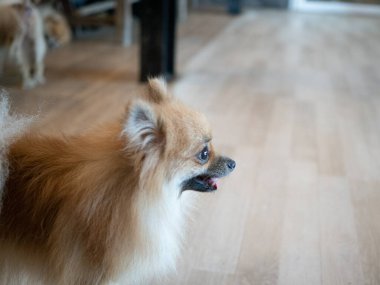  Evcil köpek hayvanı, sevimli köpek yavrusu sevimli memeli mutlu portre komik taklit uzay cins aşk kedisi uluslararası kafa bebek vuruşu labrador evcil hayvan güler yüz