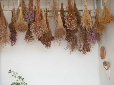 Çimen bitkisi çiçeği yaz kahverengi turuncu yaz çayırı beyaz arka plan duvar kağıdı boş bahar mevsimi tarla yaprağı çiçek tomurcukları çiçek çimleri taze papatya tazelik deseni