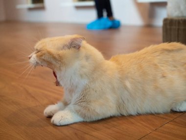 Kedi evcil hayvan uluslararası kedi günü kedi yavrusu portresi komik ev hayvanı komik kedi komik kedi sevimli hayvan yumuşak beyaz renk uzay fotokopisi bebek stüdyosu kedicik karakter tekir köpek tasarımı sanatı