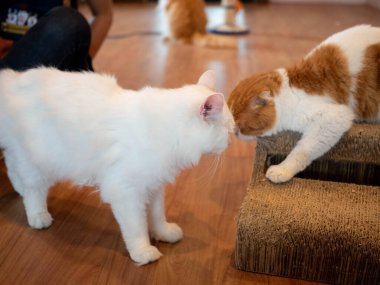 Kedi iki evcil hayvan yavrusu kedi yavrusu iki komik memeli mutlu uluslararası kedi günü mutlu kedi şakası arkadaş yaşam tarzı tekir aşk yavrusu hayvan arkadaş karakteri