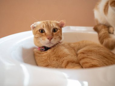 Kedi tekir, sevimli memeli kedi, sevimli kedi, sevimli kedi, ev kedisi, uluslararası kedi, kürk, yavru kedi pençesi, kameraya bak, komik temalar, çizgiler, safkan fotokopi, uzay memelisi kafası, şirin.