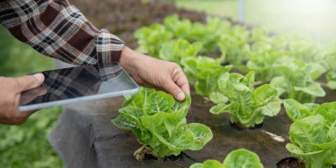 Çiftçinin kalitesini tablet tarım modern teknolojisiyle kontrol ediyor. Tarımda modern teknolojileri kullanan kavram. Dijital tablet bilgisayarlı tarımcı çiftçi....