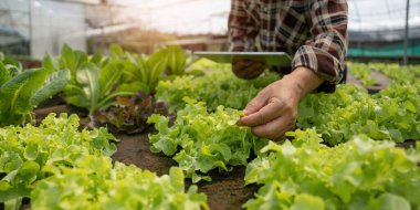 Çiftçinin kalitesini tablet tarım modern teknolojisiyle kontrol ediyor. Tarımda modern teknolojileri kullanan kavram. Dijital tablet bilgisayarlı tarımcı çiftçi....