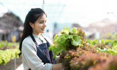 Young Asian farmer pretty girl working in vegetables hydroponic farm with happiness. She is looking and using hands check the quality of green oaks. Seen from the side. Business of healthy food...