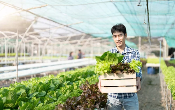 Smiling male gardener holds box of fresh green red lettuce vegetables in greenhouse garden. Young asian farmer harvest natural organic salad vegetables on hydroponic farm