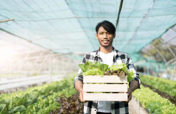 asian young friendly man farmer smiling and holding organic hydroponic fresh green vegetables produce wooden box together in greenhouse garden nursery farm, business farmer and healthy food concept..