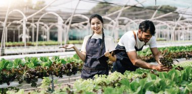 Bahçıvan bahçede marul topluyor. Bahçede çalışan Asyalı çiftçi takımı. Dijital hidrofonik teknolojiyi kullanan kadın ve erkek.