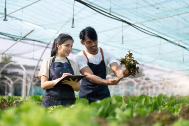 Bahçıvan bahçede marul topluyor. Bahçede çalışan Asyalı çiftçi takımı. Dijital hidrofonik teknolojiyi kullanan kadın ve erkek.