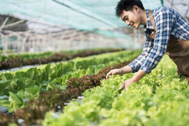 Asian man farmer working in organic vegetables hydroponic farm. Male hydroponic salad garden owner checking quality of vegetable in greenhouse plantation. Food production business industry concept...