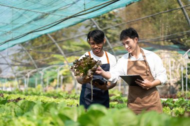 Attractive agriculturists harvesting green oak and lettuce together at green house farm. Asian farmers work in vegetables hydroponic farm with happiness.